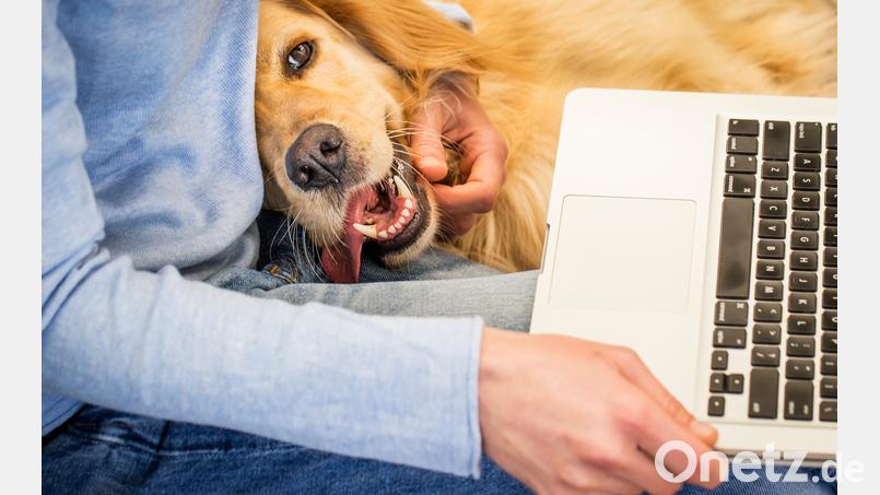Immer mehr Hunde begleiten ihre Besitzer auch mit ins Büro. Symbolbild: Mirjana – stock.adobe.com
