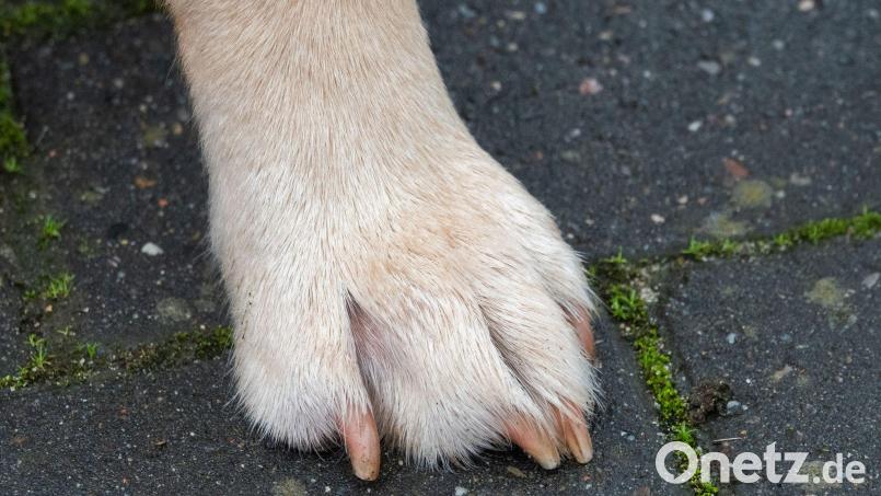 Assistenzhunde haben spezielle Ausweispapiere und Abzeichen. Symbolbild: Demy Becker/dpa