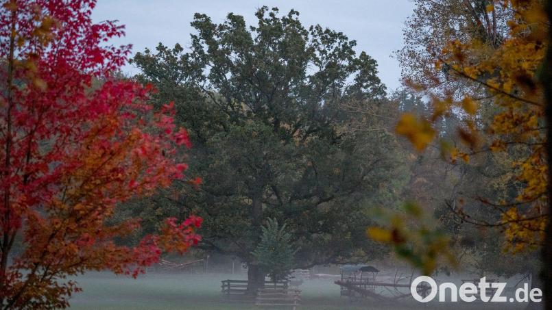 Nebel im oberfränkischen Wildpark Schloss Tambach. Bild: Daniel Vogl/dpa