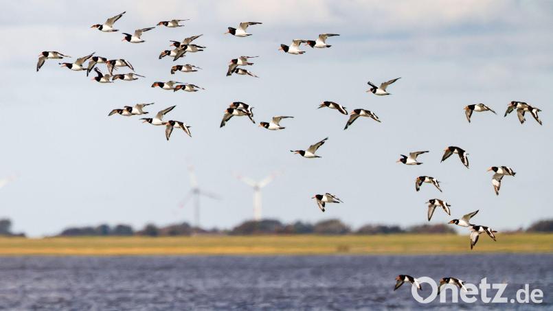 Die IUCN hat mit Blick auf den Schutz des Wattenmeers einige Bedenken (Archivbild) Bild: Frank Molter/dpa