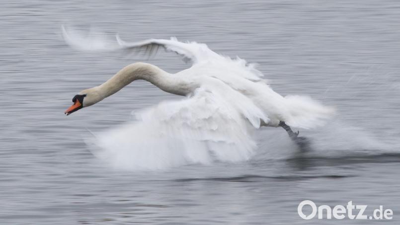 Ein verletzter Schwan wurde in Amberg gerettet und zur Tierauffangstation gebracht. Symbolbild: Sebastian Kahnert/dpa