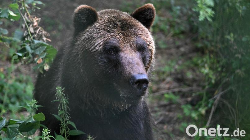 In Tschechien wird nach Braunbären gesucht, nicht nur in der Region Karlsbad. Symbolbild: Martin Schutt /dpa