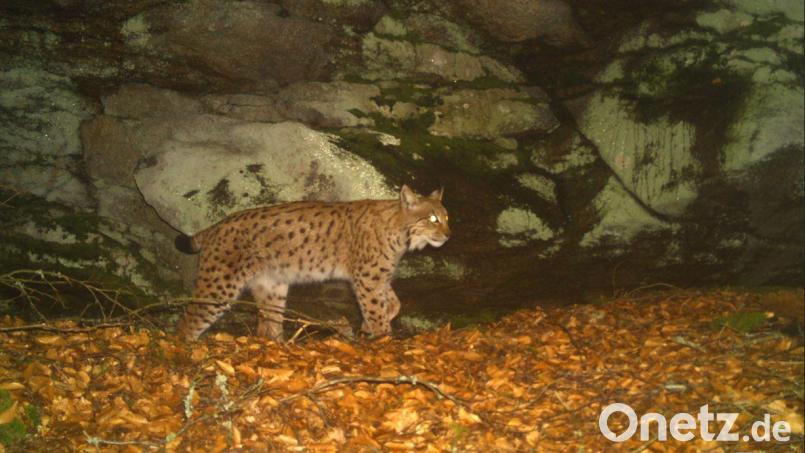 Ein neuer Luchs ist im Steinwald mehrfach in eine Fotofalle getappt. Auf Vorschlag von Naturpark-Vorsitzendem Eberhard Freiherr von Gemmingen-Hornberg wurde das Tier &quot;Hans im Glück&quot; getauft. Bild: Bayerisches Landesamt für Umwelt/exb
