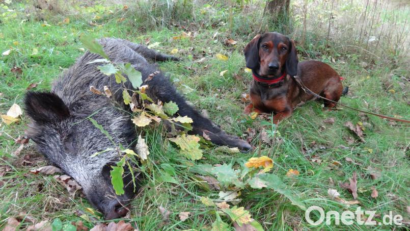 Diese Alpenländische Dachsbracke weiß genau, wie sie sich bei einem Schwarzwildfund verhalten muss. Bild: Florian Forster Bayerischer Jagverband/exb