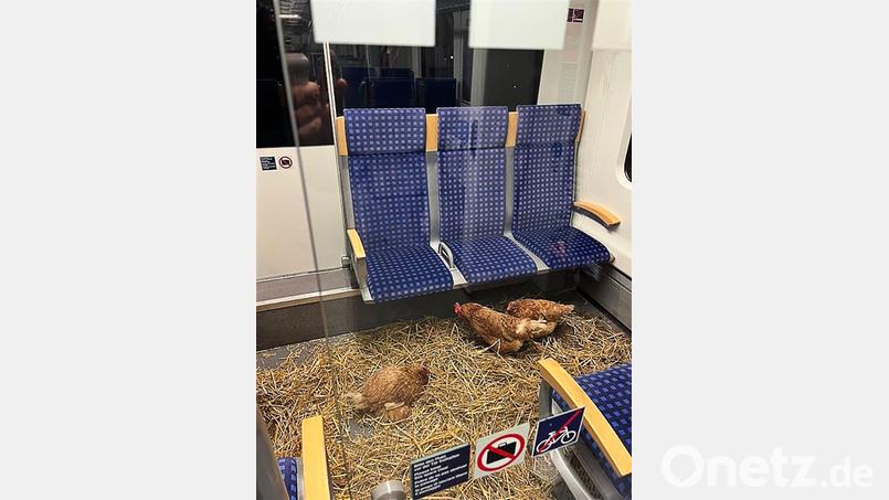 „Die Eier sind 1. Klasse“, schrieb die Deutsche Bahn auf Instagram zu den zurückgelassenen Hühnern. Bild: -/Deutsche Bahn AG/dpa
