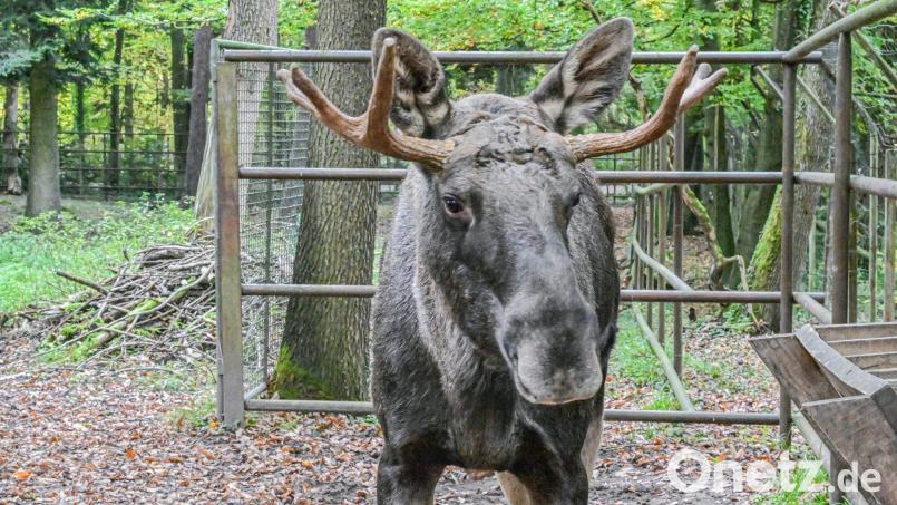 Wohin mit Schwarzwald-Elch Erwin alias Lord Fynn? (Archivfoto) Bild: Jason Tschepljakow/dpa