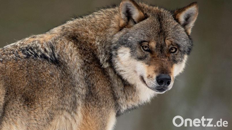 Wölfe attackieren immer wieder Nutztiere. 2025 ist es in der Oberpfalz aber bisher ruhig. Symbolbild: Boris Roessler/dpa