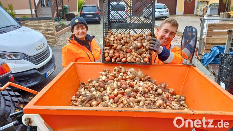 Der Schwandorfer Bauhof hat rund 46.000 Blumenzwiebeln auf einer Fläche von 374 Quadratmetern in Grünanlagen gepflanzt. Bild: Franz Scharf, Stadt Schwandorf