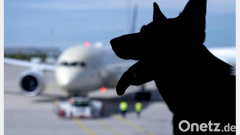 Der Europäische Gerichtshof urteilte zum Schadenersatz wegen eines verlorenen Haustiers auf einer Flugreise. (Symbolbild) Bild: Sven Hoppe/dpa