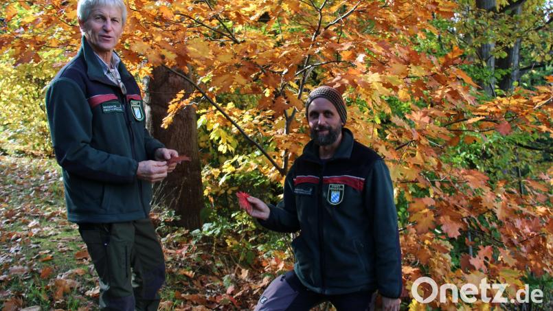 Die Roteiche ist der Baum des Jahres 2025. Forstdirektor Gerhard Hösl und Revierleiter Andreas Arnold zeigen die herbstlich gefärbten Blätter an einem Exemplar im Neustädter Stadtwald oberhalb der Windschnur. Bild: prh