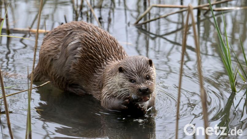 Immer mehr Exemplare des Fischotters erschweren immer mehr Teichwirten die Existenz. Wie das traditionelle Karpfengebiet im Landkreis Tirschenreuth dennoch Bestand haben kann, soll eine Grundlagenstudie klären. Symbolbild: Soeren Stache