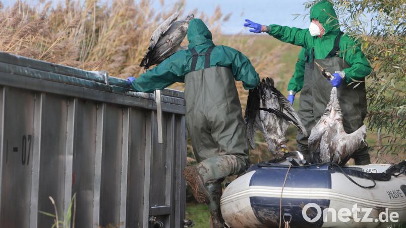 In Ostdeutschland werden derzeit vermehrt tote Kraniche gefunden. Sie sind Opfer der gefürchteten Vogelgrippe geworden. (Archivbild) Bild: Matthias Bein/dpa