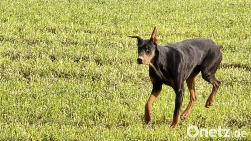 So sieht der Hund aus. Bild: Polizei Tirschenreuth