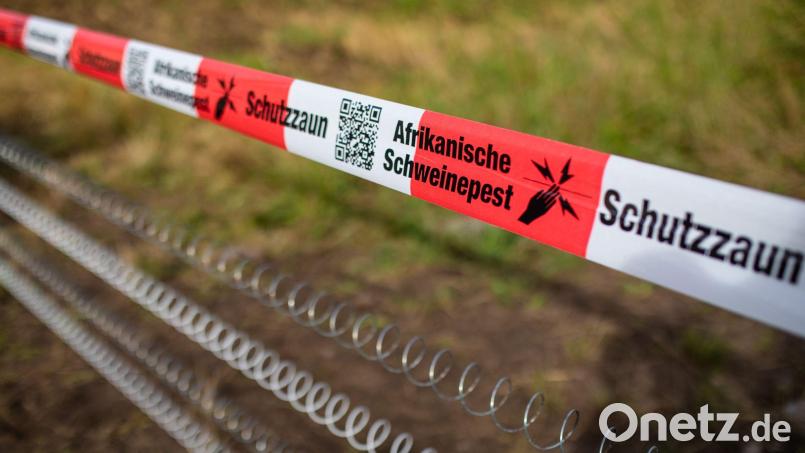 Die Ausbreitung der Afrikanischen Schweinepest will der Landkreis Tirschenreuth weiterhin mit der Zahlung von Prämien für das Erlegen von Frischlingen verhindern: Die Wildschweinpopulation ist im Vergleich zum Vorjahr deutlich angestiegen. Symbolbild: Christoph Schmidt/dpa