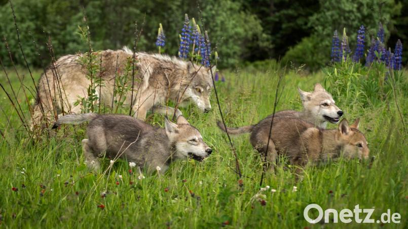 Der Hessenreuther Wald bleibt Wolfsgebiet. Dem Landesamt für Umwelt liegen Beweise aus Fotofallen vor, dass das Rudel dort aktuell wieder Junge hat. Symbolbild: geoffkuchera – stock.adobe.com