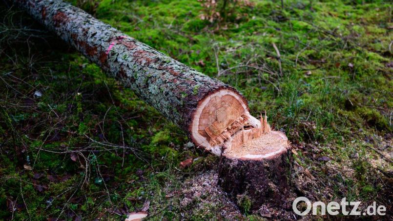 Manche würden die EU-Entwaldungsverordnung gerne zum Fallen bringen. (Symbolbild) Bild: Philipp Schulze/dpa