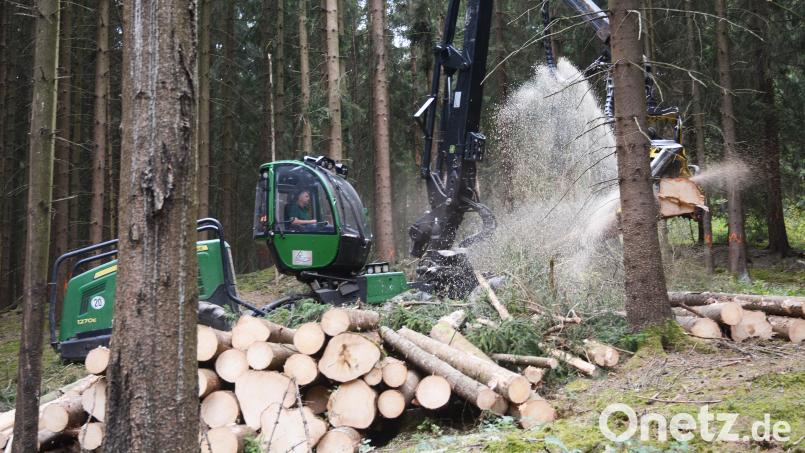 Der Wald soll sich verjüngen. Dazu wird an vielen Stellen ausgelichtet. Außerdem muss Käferholz aus dem Wald entfernt werden. Symbolbild: dko