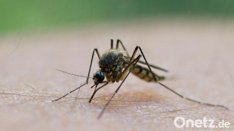 Durch einen Mückenstich soll sich ein Mann im Landkreis Aschaffenburg mit dem West-Nil-Virus angesteckt haben. (Symbolbild) Bild: Patrick Pleul/dpa-Zentralbild/dpa
