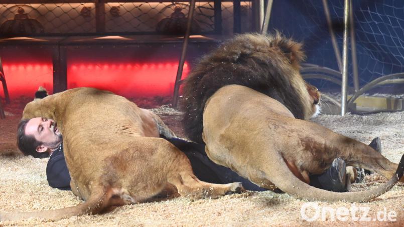 Da blieb manchem Circus-Besucher das Herz stehen, als Martin Lacey jr. am Boden lag und quer drüber einige hundert Kilo Raubkatze. Bild: gf