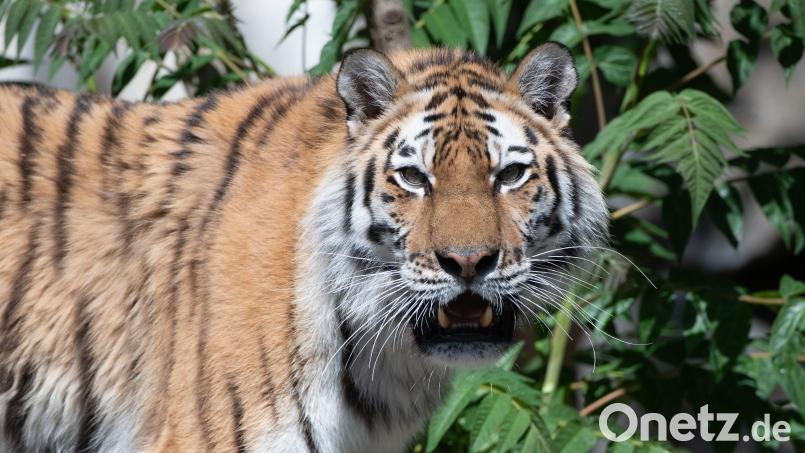 Ein Tiger streift umher. Tiere und Wildtiere im Zirkus? Das ist nicht in Ordnung. Sie dienen nicht unserer Unterhaltung. Archivbild: Paul Zinken