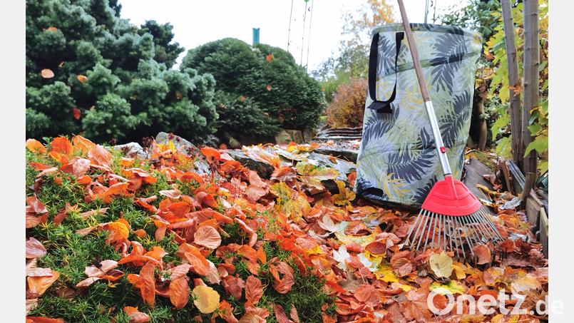 Wohin mit dem Herbstlaub? Oberpfalz-Medien hat Tipps zur Verwertung im eigenen Garten gesammelt. Bild: Portner