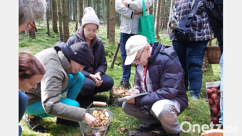 Pilzsachverständiger Stefan Hartwig bei der Überprüfung verschiedener Pilze. Bild: Dorina Kett