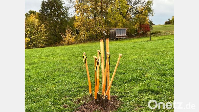 Spaten in freier Wildbahn. Wer genau hinschaut, erkennt zwischen den Stielen auch noch den Birnbaum, den der Amberger Umweltausschuss jetzt gepflanzt hat. Bild: ass