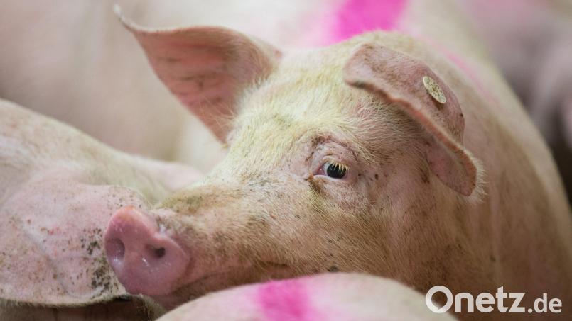Schweine stehen in einem Stall. Beim Transport von Borstenvieh in einen Schlachthof soll ein 37-Jähriger Regeln nicht eingehalten und so einem Tier Schmerzen verursacht haben. Deshalb muss er sich vor Gericht verantworten. Archivbild: Friso Gentsch/dpa