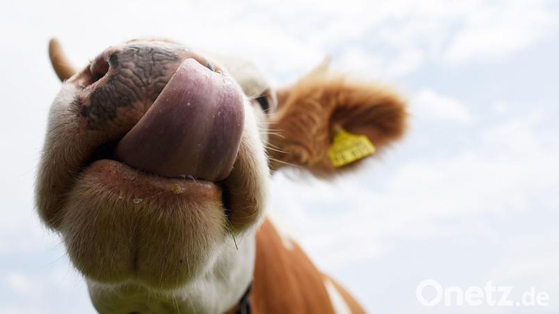 Gegen die Besitzerin der Kuh wird jetzt ermittelt. (Symbolbild) Bild: Angelika Warmuth/dpa/dpa-tmn