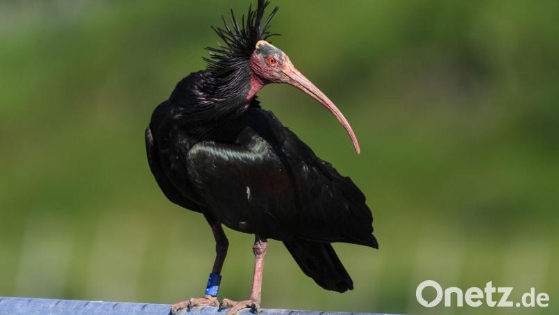 Ein Mann hat zwei Waldrappe in Italien abgeschossen. (Symbol-Foto9 Bild: Felix Kästle/dpa