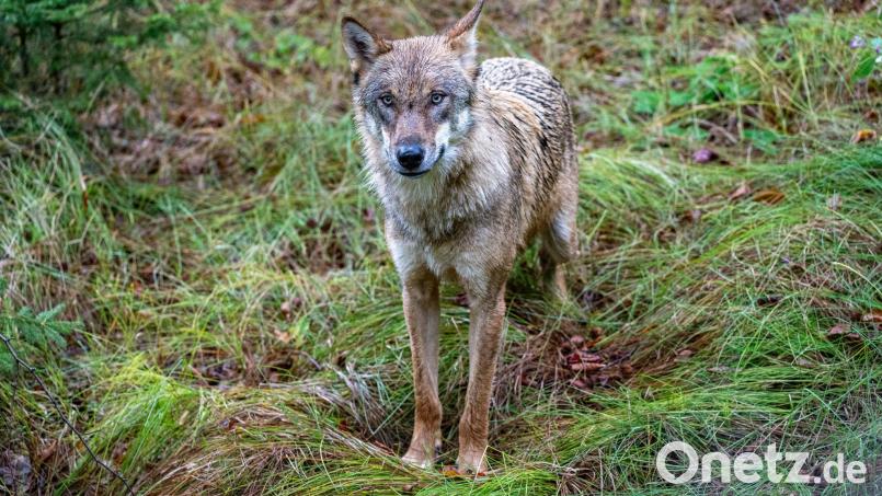 Bei einem in der Oberpfalz gefundenen Tierkadaver könnte es sich nach Polizeiangaben um einen Jungwolf handeln. Symbolbild: Armin Weigel/dpa
