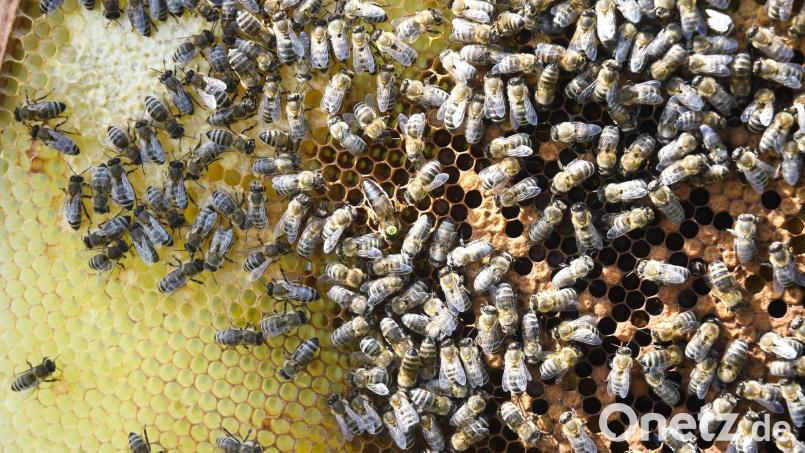 Um den Nektar für ein Kilogramm Honig zu sammeln, müssen Bienen drei bis fünf Millionen Blüten besuchen. Die dafür benötigte Strecke entspricht der dreifachen Erdumrundung, heißt es auf der Webseite des Bezirksverbands Imker Oberpfalz. Archivbild: Gabi Schönberger