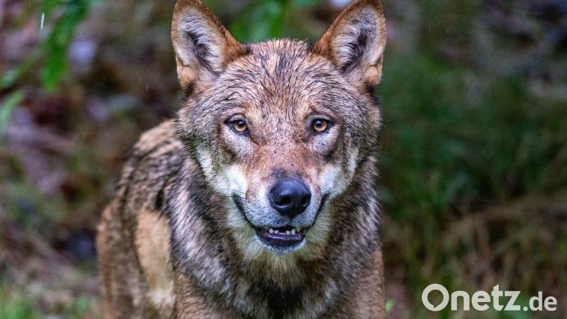 Eine DNA-Analyse bestätigte laut dem Landesamt für Umwelt (LfU), dass ein Wolf an den Tierrissen beteiligt war. (Symbolbild) Bild: Armin Weigel/dpa