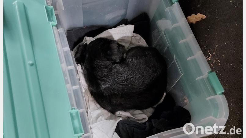 Beamte der Bundespolizei Waidhaus finden bei einer Kontrolle einen jungen Hund. Bild: Bundespolizei