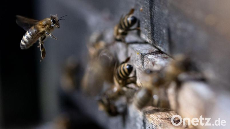 Zwei Bienenvölker werden durch das Feuer ausgelöscht. (Symbolbild) Bild: Sven Hoppe/dpa