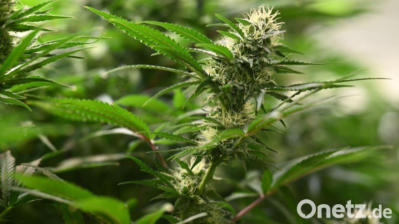 Die Ermittler hoben drei Plantagen zum professionellen Anbau von Cannabispflanzen aus. (Symbolbild) Bild: Martin Schutt/dpa