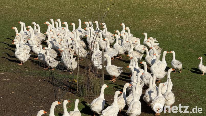 Viel Platz haben die Gänse im Freilandgehege in Waldkirch. Sollte in der Nähe die Geflügelpest ausbrechen, wäre die Stallpflicht noch das geringste Übel. Bild: Gabi Schönberger