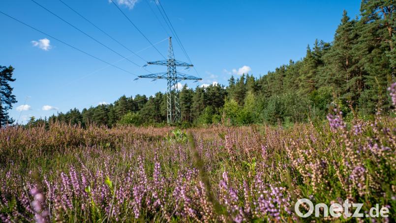 Auf einem rund vier Kilometer langen und 66 Meter breiten Trassenabschnitt des Bayernwerks östlich von Grafenwöhr hat sich eine ökologisch bedeutsame Heidelandschaft entwickelt, in der nachweislich auch seltene und bedrohte Arten leben. Bild: Bayernwerk/Adriane Lochner