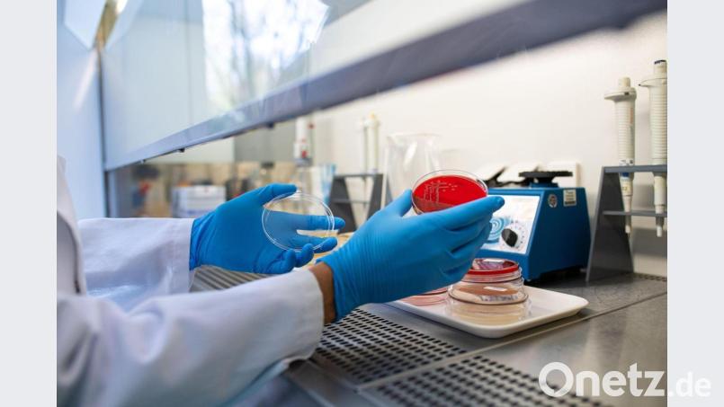 Erstmals ist ein Bürger oder eine Bürgerin aus dem Landkreis Tirschenreuth an einer Infektion mit dem Borna-Virus verstorben. Nach aktuellem Forschungsstand gilt die Feldspitzmaus als Überträger des Krankheitserregers. Symbolbild: Guido Kirchner/dpa