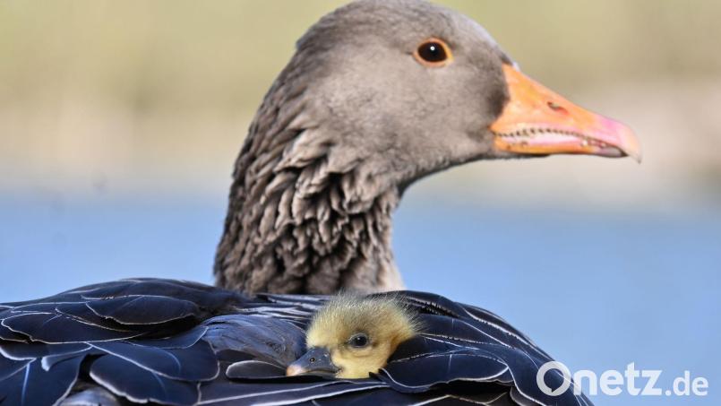 In Oberbayern ist die Vogelgrippe bei fünf verendeten Graugänsen nachgewiesen worden. (Symbolbild) Bild: Katrin Requadt/dpa