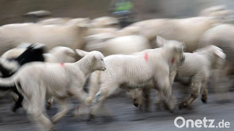 Ein Schaf verletzte einen Siebenjährigen, der einen Ball aus einem Gehege holen wollte. (Symbolbild) Bild: Patrick Seeger/dpa