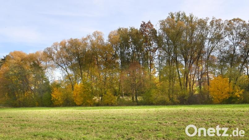 Unmittelbaar beim Traßlberger Wertstoffhofs (links im Bild) soll ein etwa 1.50 Meter hoher Damm gut 6000 m³ Wasser zurückhalten und die Ortschaft Traßlberg vor Überflutung bewahren. Bild: gf