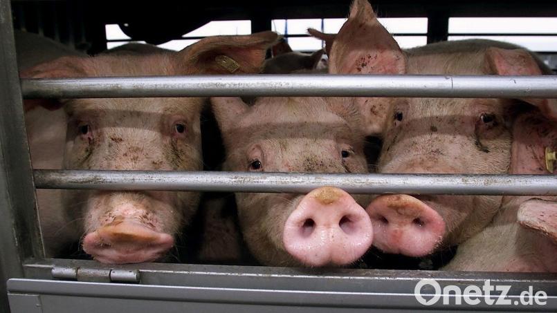 Bei einem Transport im Landkreis Schwandorf soll ein Tier schwer verletzt worden sein. Der Fall ist nun Thema vor dem Amtsgericht. Symbolbild: Franz-Peter Tschauner/dpa