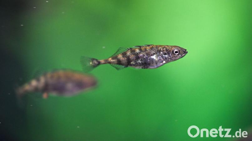 Der Stichling ist der kleinste der heimischen Raubfische. Im Ammerbach bei Amberg sind jetzt wohl mehrere dieser Winzlinge umgekommen. Bild: Felix Kästle/dpa