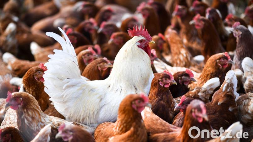 Die Vogelgrippe, auch Geflügelpest genannt, kann auch Hühner befallen. Die Infektionskrankheit verläuft bei vielen Vogel- und Geflügelarten häufig tödlich. Symbolbild: Felix Kästle/dpa