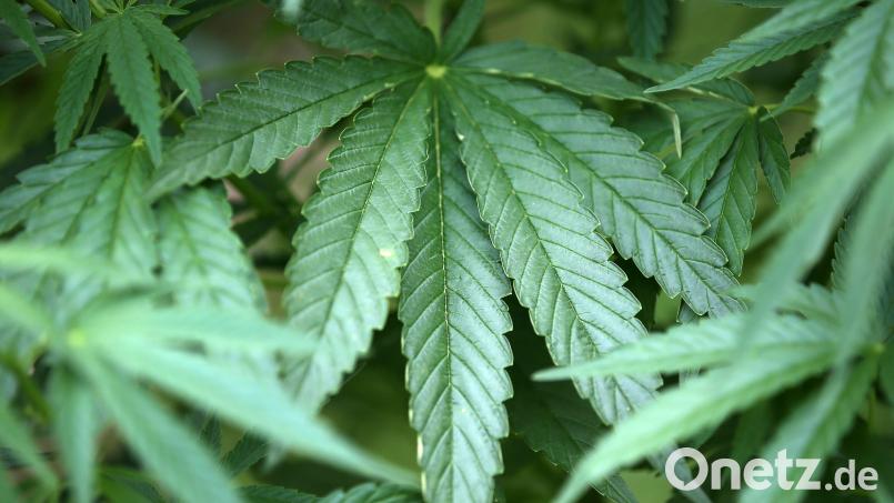 Der Stadtrat Hirschau will das gemeindliche Einvernehmen für einen Cannabis-Anbau geben. Symbolbild: Oliver Berg/dpa