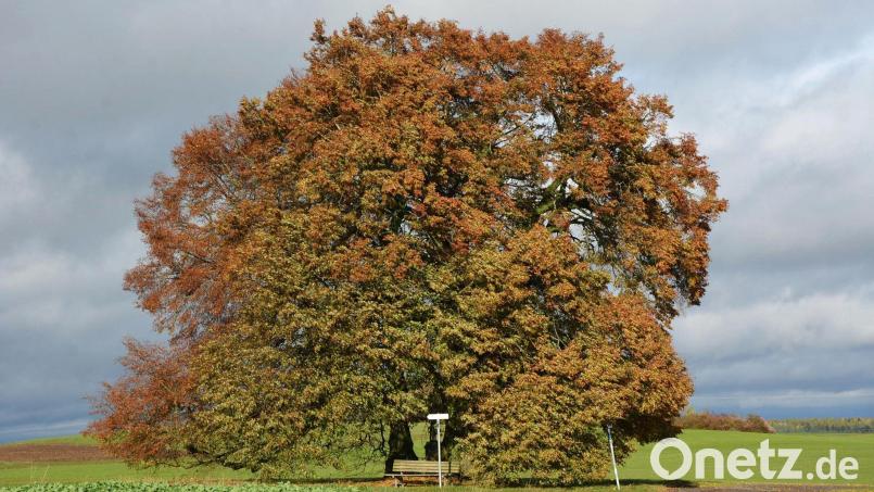 Der Naturschutzbeirat des Landkreises Tirschenreuth will diese zwei Winterlinden am Lehenbühl bei Konnersreuth zu einem Naturdenkmal ausweisen. Bild: jr