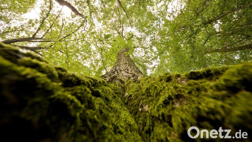 Die FBG Kemnath und das AELF Tirschenreuth informieren bei Gebietsversammlungen über den Holzmarkt. Symbolbild: Julian Stratenschulte/dpa