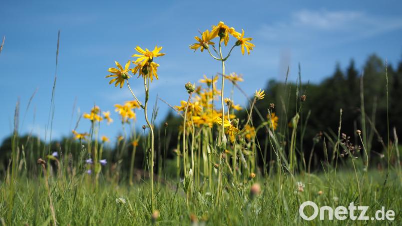 Noch gibt es die Heilpflanze Arnika im und rund um den Steinwald. Doch ihr Fortbestand ist gefährdet, weshalb schon seit Jahren ein Hilfsprojekt läuft. Archivbild: Robert Mertl