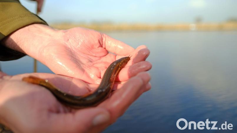 Ein Schlammpeitzger sieht nicht gerade aus wie ein typischer Fisch. (Symbolbild) Bild: Markus Hibbeler/dpa
